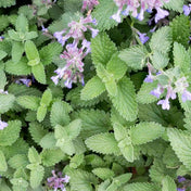 Catnip Seeds - Alliance of Native Seedkeepers - Herb Seeds