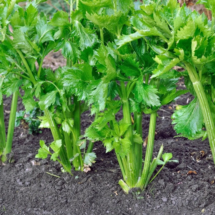 Celery Seeds - Tall Utah 52-70R Improved - Alliance of Native Seedkeepers - Celery