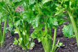 Celery Seeds - Tall Utah 52-70R Improved - Alliance of Native Seedkeepers - Celery