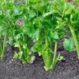 Celery Seeds - Tall Utah 52 - 70R Improved Celery - Alliance of Native Seedkeepers - Vegetable Seeds