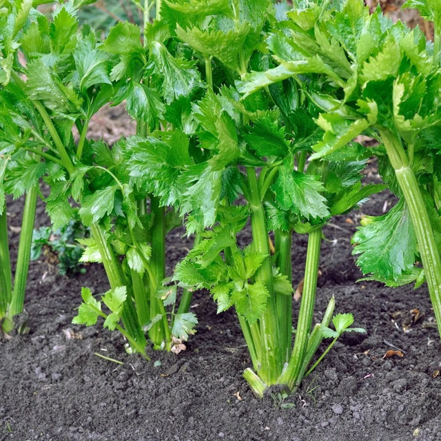 Celery Seeds - Tall Utah 52 - 70R Improved Celery - Alliance of Native Seedkeepers - Vegetable Seeds