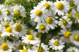 Chamomile Seeds - German - Alliance of Native Seedkeepers - 4. All Herbs