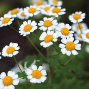 Dark Slate Gray Chamomile Seeds - Roman Alliance Of Native Seedkeepers Herb Seeds