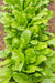 Chard Seeds - Perpetual Spinach - Alliance of Native Seedkeepers - Spinach