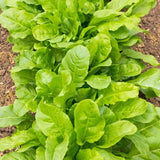 Chard Seeds - Perpetual Spinach - Alliance of Native Seedkeepers - Vegetable Seeds