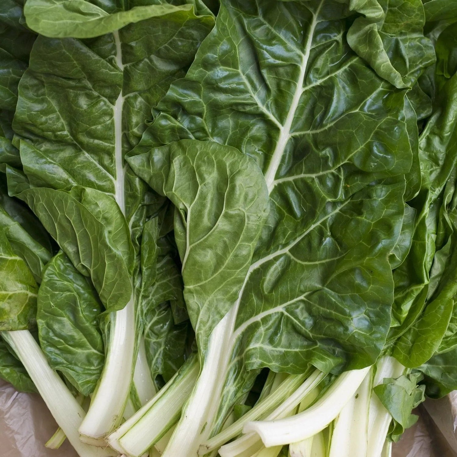 Chard Seeds - Swiss - Fordhook Giant Swiss Chard - Alliance of Native Seedkeepers - Vegetable Seeds