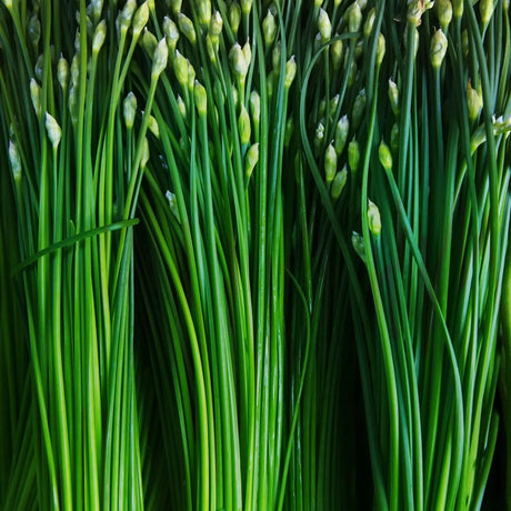 Chive Seeds - Chinese Chives (Garlic) - Alliance of Native Seedkeepers - Vegetable Seeds