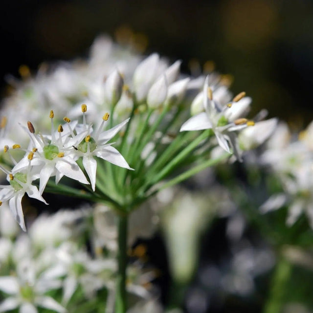 Chive Seeds - Chinese Chives (Garlic) - Alliance of Native Seedkeepers - Vegetable Seeds