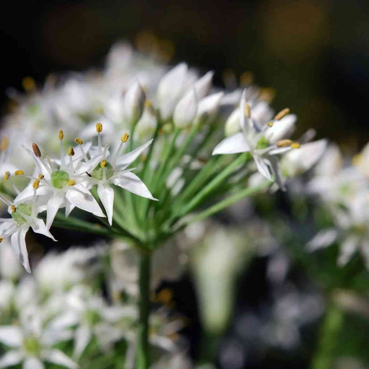 Chinese Chives (Garlic)