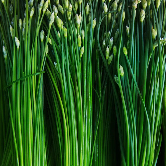 Chive Seeds - Garlic Chives - Alliance of Native Seedkeepers - 4. All Herbs