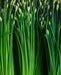 Chive Seeds - Garlic Chives - Alliance of Native Seedkeepers - 4. All Herbs