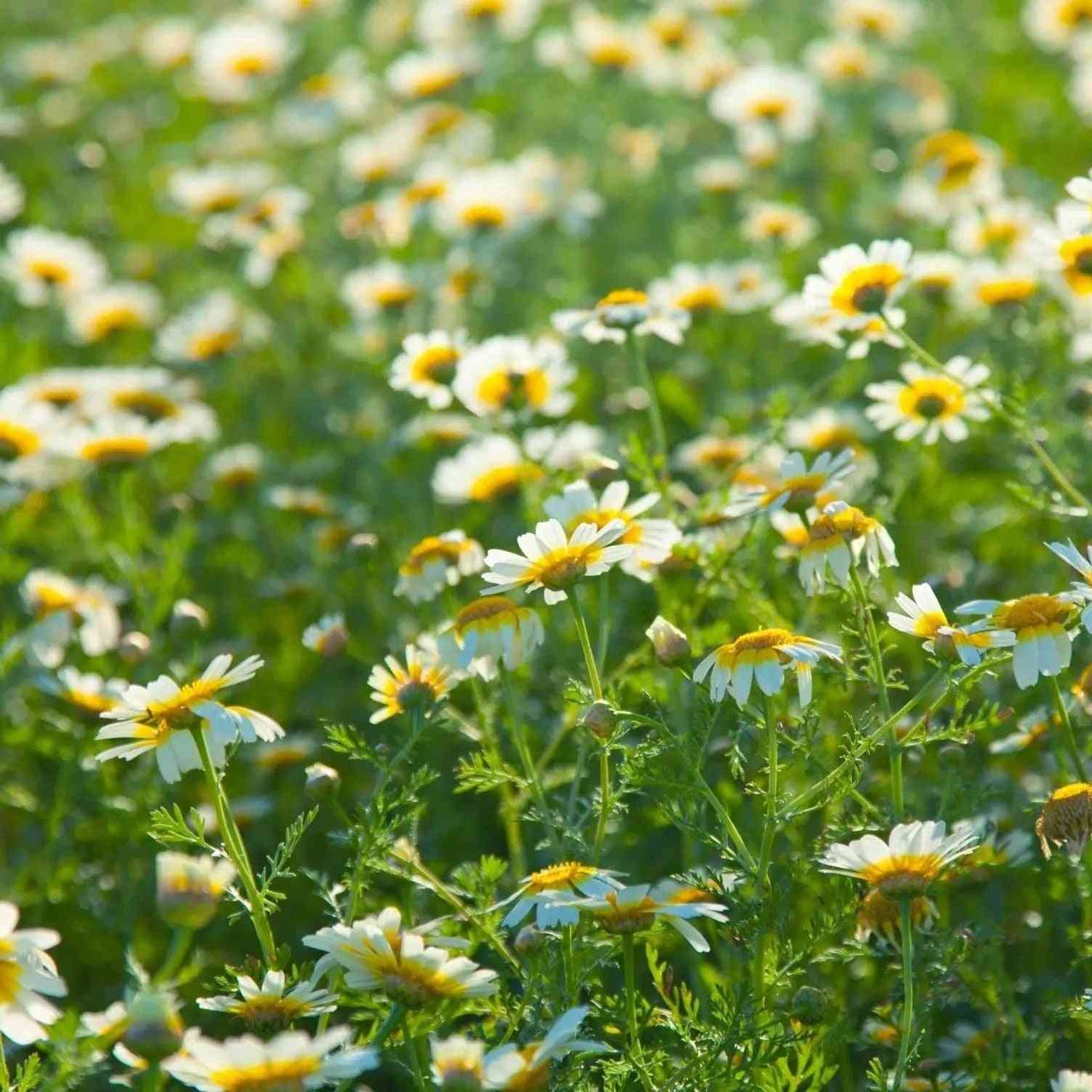 Chrysanthemum Seeds - Garland Tong Ho Daisy - Alliance of Native Seedkeepers - Flower Seeds