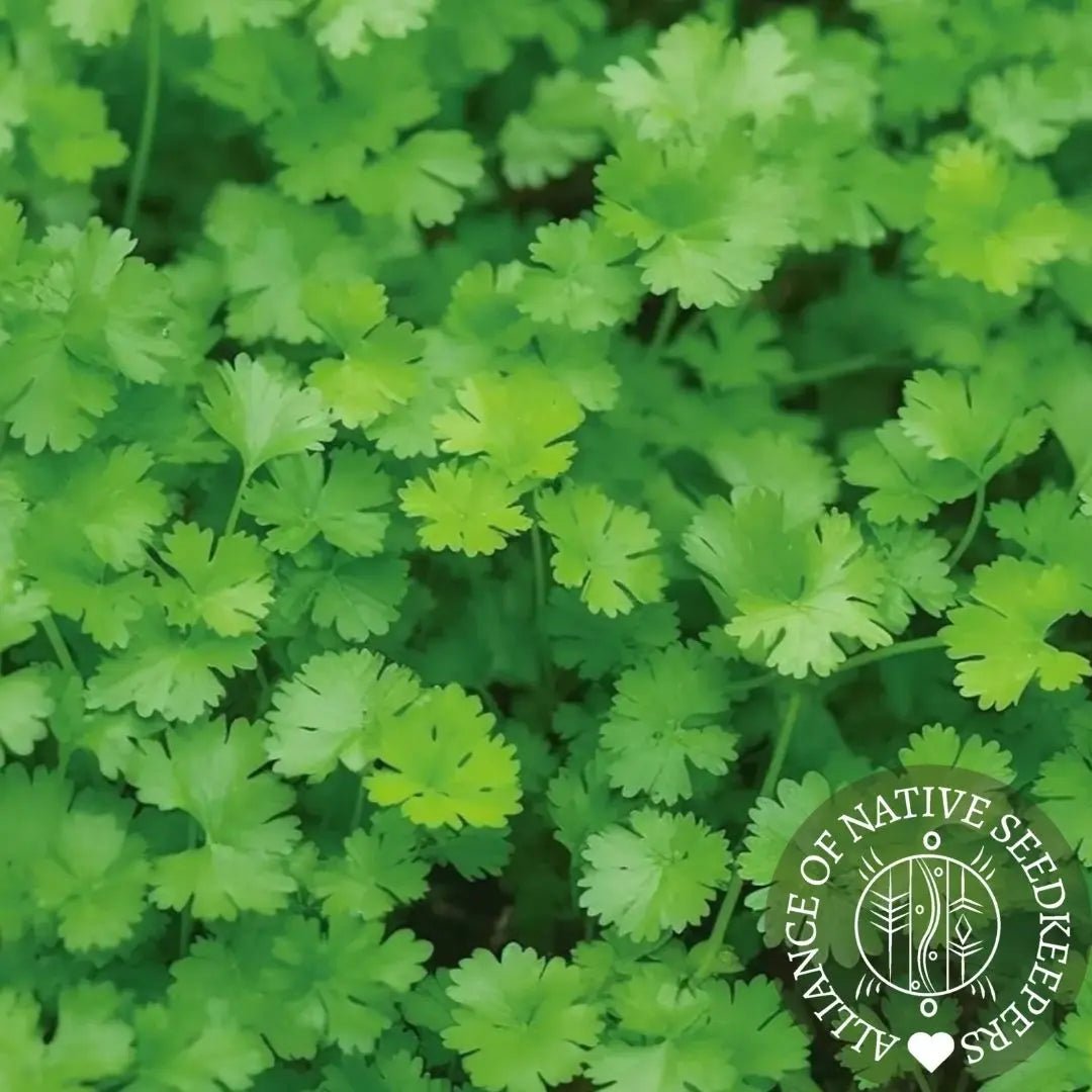 Cilantro Seeds - Leisure Splits - Alliance of Native Seedkeepers - Herb Seeds