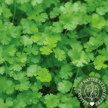 Cilantro Seeds - Leisure Splits - Alliance of Native Seedkeepers - Herb Seeds
