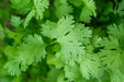 Cilantro Seeds - Slow Bolting - Alliance of Native Seedkeepers - 4. All Herbs