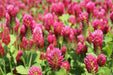 Clover Seeds - Crimson - Alliance of Native Seedkeepers -