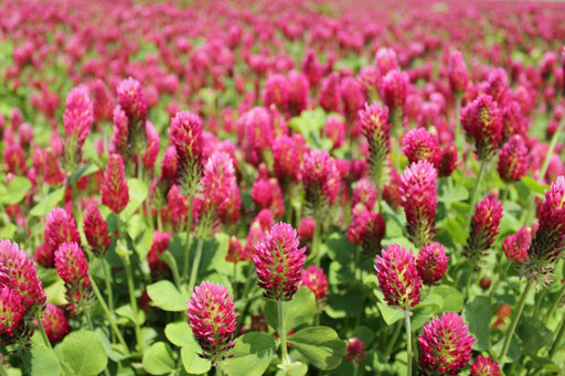 Clover Seeds - Crimson - Alliance of Native Seedkeepers -