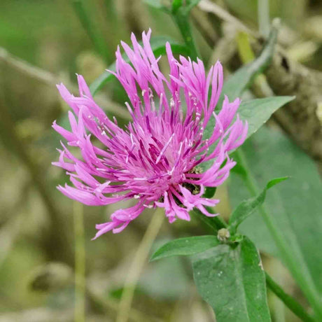 Dim Gray Clover Seeds - Mammoth Red Alliance Of Native Seedkeepers Flower Seeds