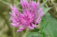 Clover Seeds - Mammoth Red - Alliance of Native Seedkeepers - 5. Legumes