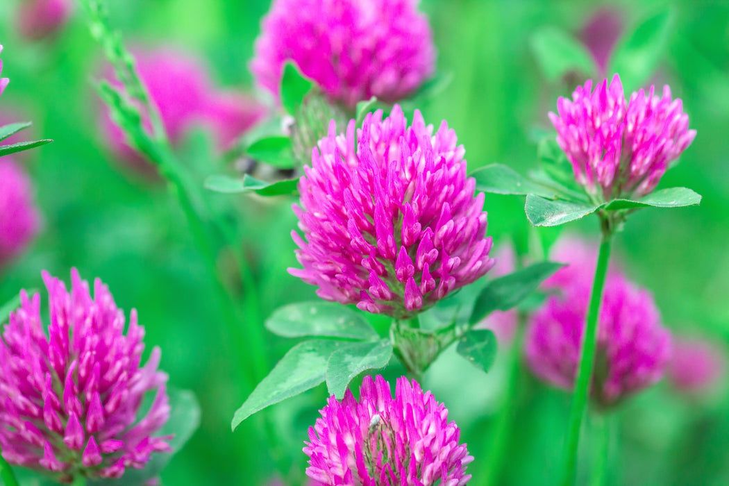 Clover Seeds - Medium Red - Alliance of Native Seedkeepers - 5. Cover Crops & Grains