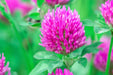 Clover Seeds - Medium Red - Alliance of Native Seedkeepers - 5. Cover Crops & Grains