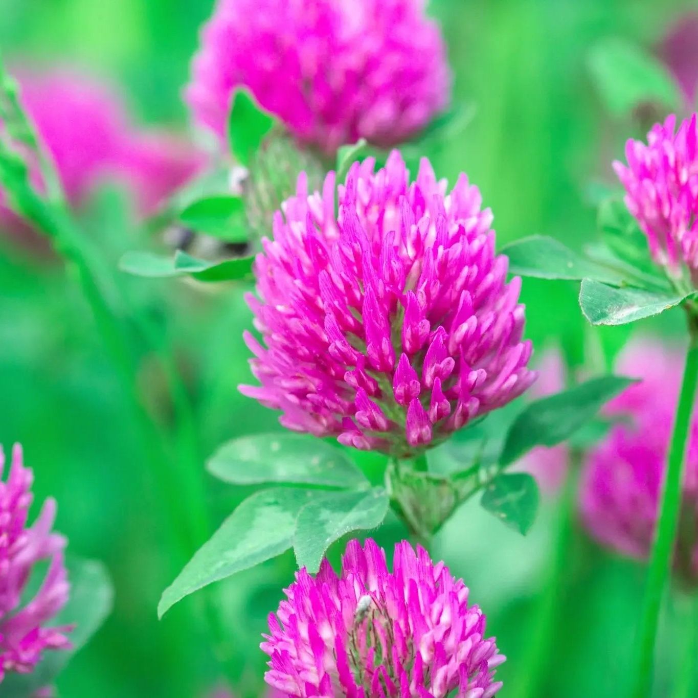 Clover Seeds - Medium Red - Alliance of Native Seedkeepers - Flower Seeds