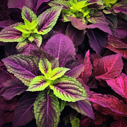 Coleus Seeds - Rainbow Mix - Alliance of Native Seedkeepers -