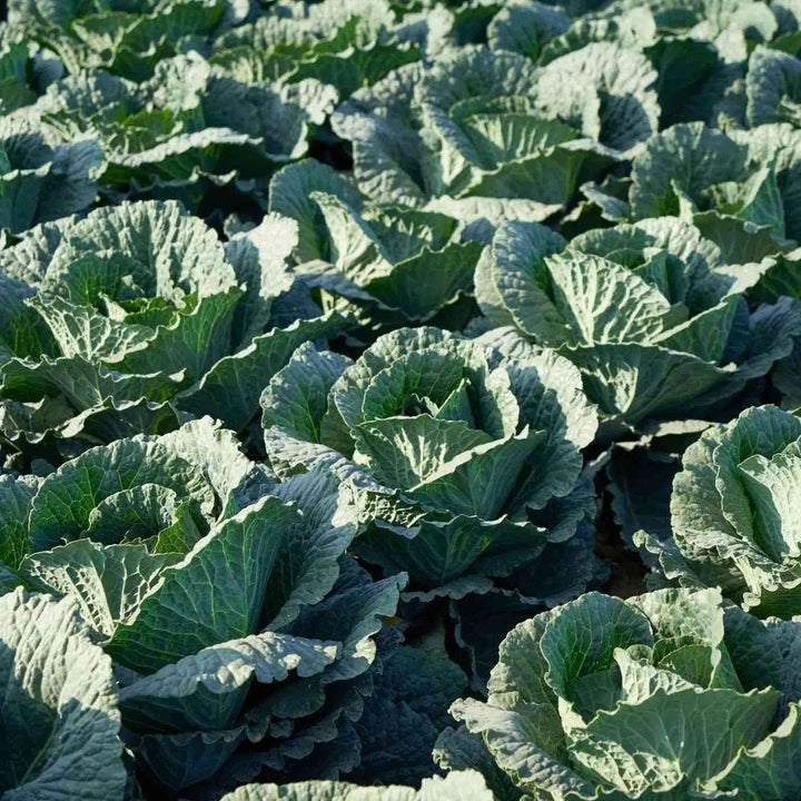 Georgia Southern Collards