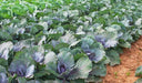 Collard Seeds - Ole Timey Blue - Alliance of Native Seedkeepers - Collard