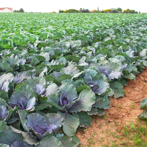 Collard Seeds - Ole Timey Blue - Alliance of Native Seedkeepers - Collard