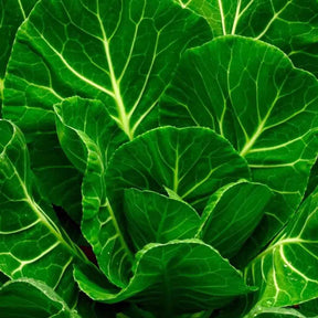 Dark Green Collard Seeds - Vates Collard Alliance Of Native Seedkeepers Vegetable Seeds