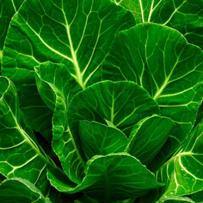 Collard Seeds - Vates Collard - Alliance of Native Seedkeepers - Collard
