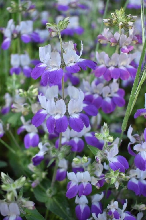 Collinsia Seeds - Chinese Houses - Alliance of Native Seedkeepers - 3. All Flowers