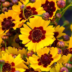 Orange Coreopsis Seeds - Dwarf Plains Coreopsis Alliance Of Native Seedkeepers Flower Seeds