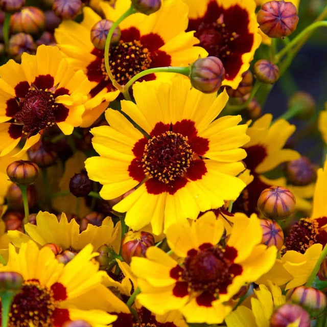 Coreopsis Seeds - Dwarf Plains - Alliance of Native Seedkeepers - 3. All Flowers