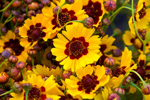 Coreopsis Seeds - Dwarf Plains - Alliance of Native Seedkeepers - 3. All Flowers