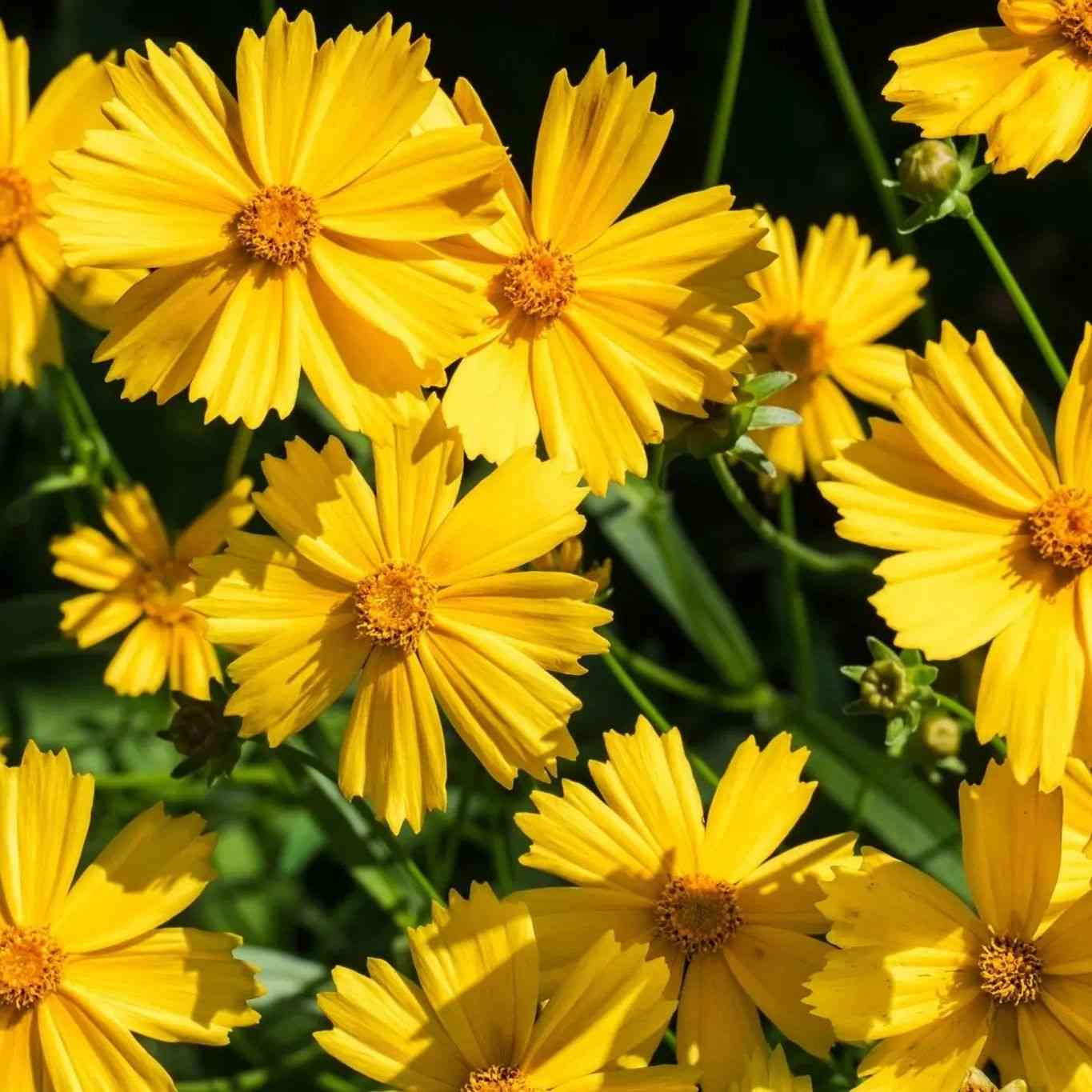 Black Coreopsis Seeds - Dwarf Lance Leaf Coreopsis Alliance Of Native Seedkeepers Flower Seeds