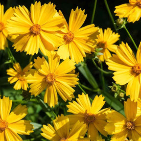 Black Coreopsis Seeds - Dwarf Lance Leaf Coreopsis Alliance Of Native Seedkeepers Flower Seeds