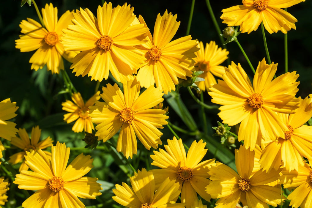 Coreopsis Seeds - Lance Leaf - Alliance of Native Seedkeepers - 3. All Flowers