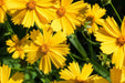 Coreopsis Seeds - Lance Leaf - Alliance of Native Seedkeepers - 3. All Flowers