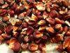 Corn Seeds - Bloody Butcher - Alliance of Native Seedkeepers - Corn