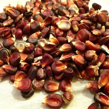 Corn Seeds - Bloody Butcher - Alliance of Native Seedkeepers - Corn