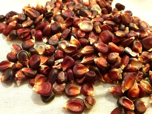 Corn Seeds - Bloody Butcher - Alliance of Native Seedkeepers - Corn