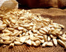 Corn Seeds - Cherokee Tooth Corn - Alliance of Native Seedkeepers - 1. All Vegetables