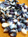 Corn Seeds - Cherokee White Eagle - Alliance of Native Seedkeepers - Corn