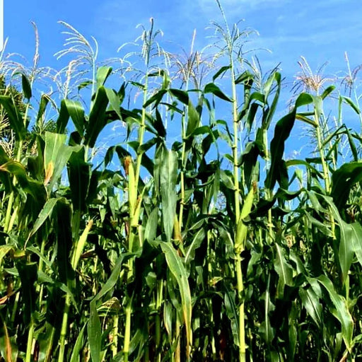 Corn Seeds - Cherokee White Flour - Alliance of Native Seedkeepers - Corn