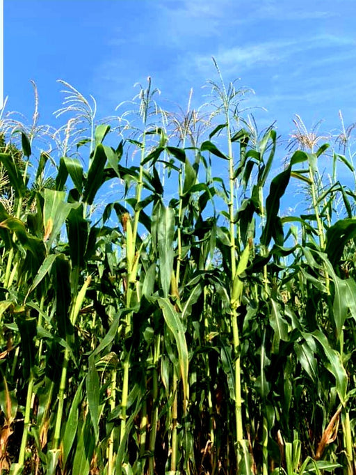 Corn Seeds - Cherokee White Flour - Alliance of Native Seedkeepers - Corn