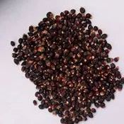 Corn Seeds - Dakota Black Popcorn - Alliance of Native Seedkeepers - Corn