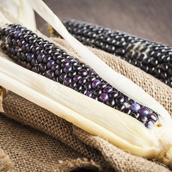 Corn Seeds - Dakota Black Popcorn - Alliance of Native Seedkeepers - Corn