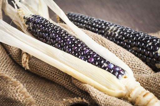 Corn Seeds - Dakota Black Popcorn - Alliance of Native Seedkeepers - Corn